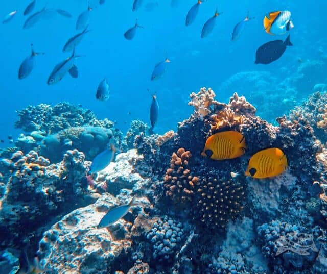 Underwater fish and coral