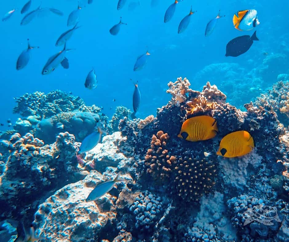 Underwater fish and coral